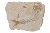 Cretaceous Fossil Fish - Lebanon #218845-1